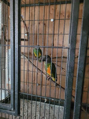Mohrenkopfpapageien, Senegalpapageien 
