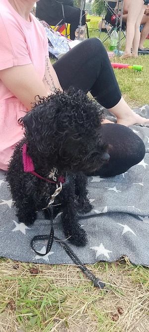 Maltipoo Hündin 