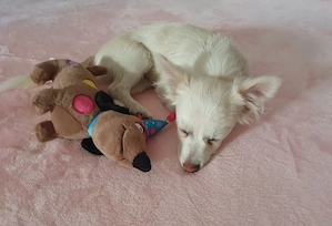 Pomchi Chihuahua  Mädchen 