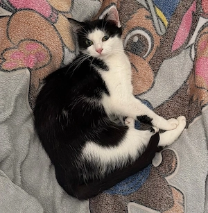 Katze sucht ein schönes Zuhause 