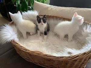 Persermix Babykatzen Weibchen