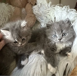 Wunderschöne BLH Kitten