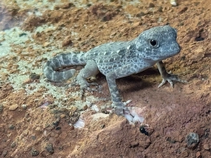 Skorpionschwanzgecko-Pristurus carteri 'Masirah-Mänchen- 2026