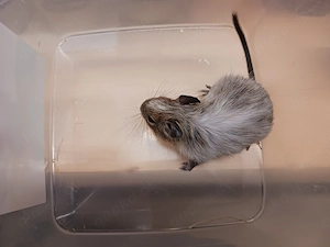 Besonders schöner Degu-Bub mit Papa Bild 10