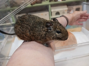 Besonders schöner Degu-Bub mit Papa Bild 9
