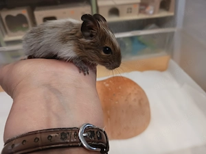 Besonders schöner Degu-Bub mit Papa Bild 7