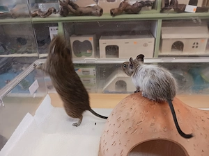 Besonders schöner Degu-Bub mit Papa Bild 2