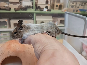 Besonders schöner Degu-Bub mit Papa Bild 8