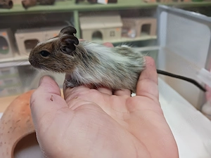 Besonders schöner Degu-Bub mit Papa Bild 6