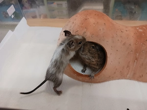 Besonders schöner Degu-Bub mit Papa Bild 4