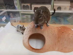 Besonders schöner Degu-Bub mit Papa Bild 3