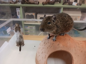 Besonders schöner Degu-Bub mit Papa Bild 5