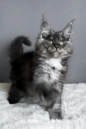 Wunderschönes Blue Smoke Maine Coon Kätzchen, 13 Wochen alt
