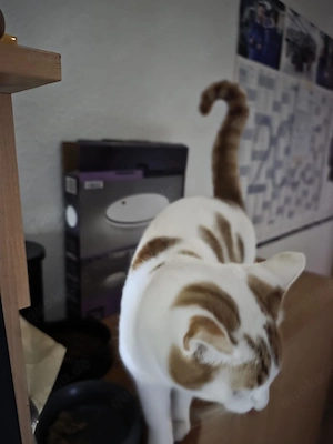 Kater abzugeben 