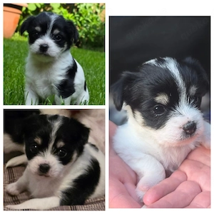Hunde-welpen (mischlinge)