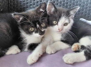 tuxedo&bkh katzenbaby