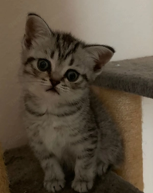 Bkh kitten 