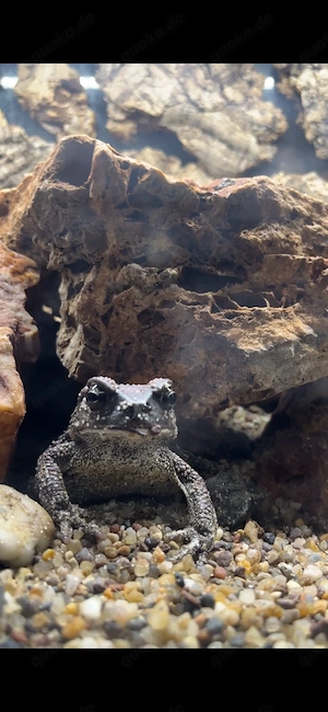 Berberkröte (Sclerophrys mauritanica) abzugeben