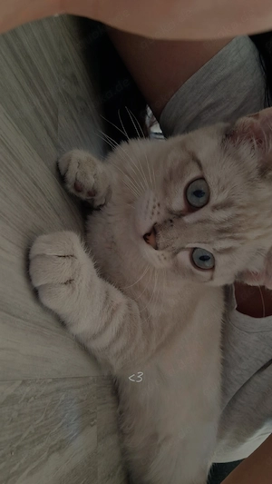 Bkh und bengal katze zu verkaufen 