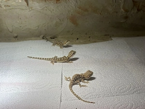 Bartagame (Pogona vitticeps)