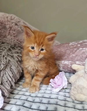 Wunderschöne, reinrassige Maine-Coon-Kätzchen (12 Wochen alt)   Männchen & Weibchen verfügbar