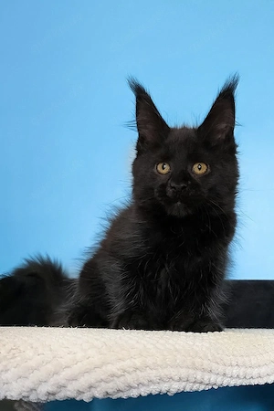 Wunderschöner schwarzer Maine-Coon-Kater (Kitten)   3 Monate alt | Geimpft & bereit für sein Zuhause