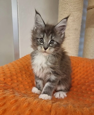 Bezaubernde Maine-Coon-Kätzchen suchen ein liebevolles Zuhause