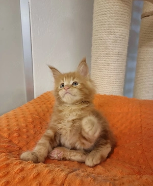 Bezaubernde Maine-Coon-Kätzchen suchen ein liebevolles Zuhause