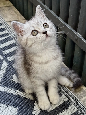 BKH Katze sucht liebevolles Zuhause