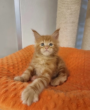 Hervorragende Maine-Coon-Kätzchen (12 Wochen)   sofort abgabebereit