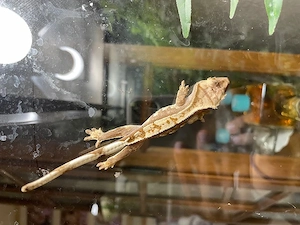 Kronengeckos Nachzuchten, correlophus cilliatus 