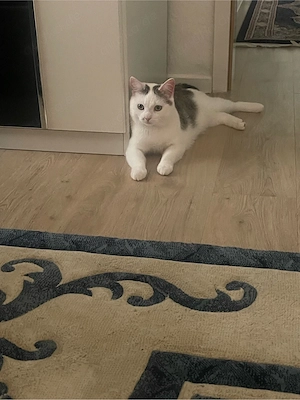 Meine schone katzen ist  10 monaten