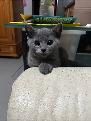 Britisch Kurzhaar kater 10 Wochen