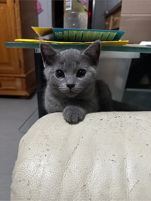 Britisch Kurzhaar kater 10 Wochen