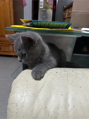 Britisch Kurzhaar-Kater , 3 Monate alt