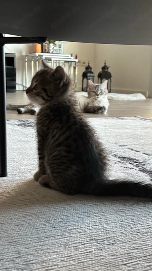    Süße Tabby-Kätzchen abzugeben