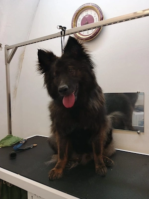 Benji sucht sein Glück 