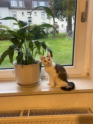 Mein Schon katze 