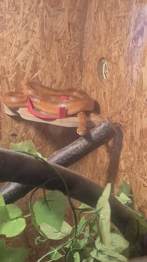 1 Kornnatter (3 Jahre, weiblich) inkl. Terrarium & Zubehör