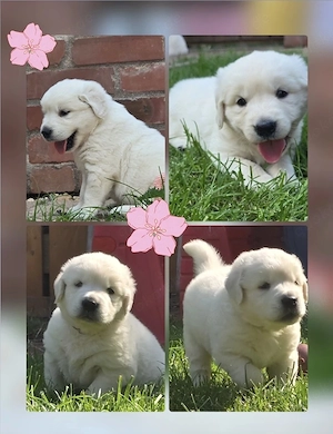 Wunderschöne Golden Retriever Welpen in liebevolle Hände abzugeben