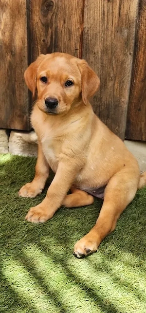 Labrador Welpen in foxred, Hündinnen mit Ahnentafel und EU Impfbuch 