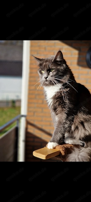 Maine Coon 3,5 Jahre 