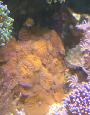 Korallen, Anemonen,