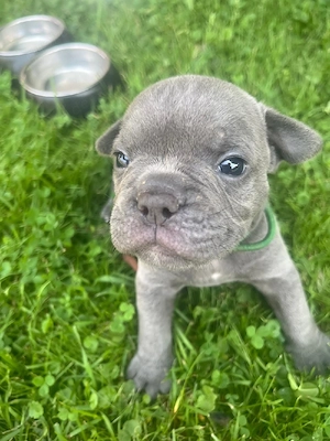 Old English Bulldog Welpen 