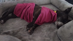Mischling RADI sucht ein super weiches Hunde Bett