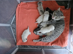reinrassige bkh kitten 