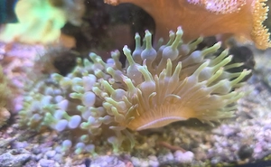 Anemone, Blasenanemone grün
