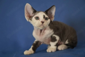 Liebe Junge Devon Rex 