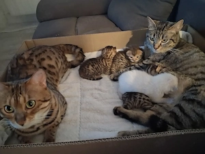 Süße Bengal Mix Kitten abzugeben 