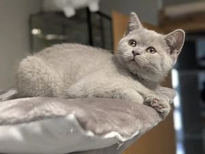 BKH Kater in Lilac 